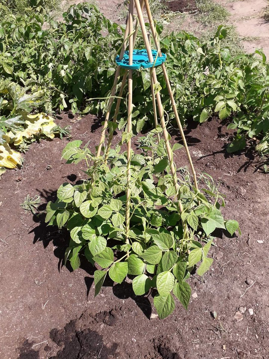 OSF_SchGardens's tweet image. A huge Thank You! to the Health Improvement Fund for supporting The OSF Garden School Training Programme to train educators in a range of outdoor learning activities to create gardens in schools and teach pupils the fun of growing their own seasonal food! #neighbourhoodhealth