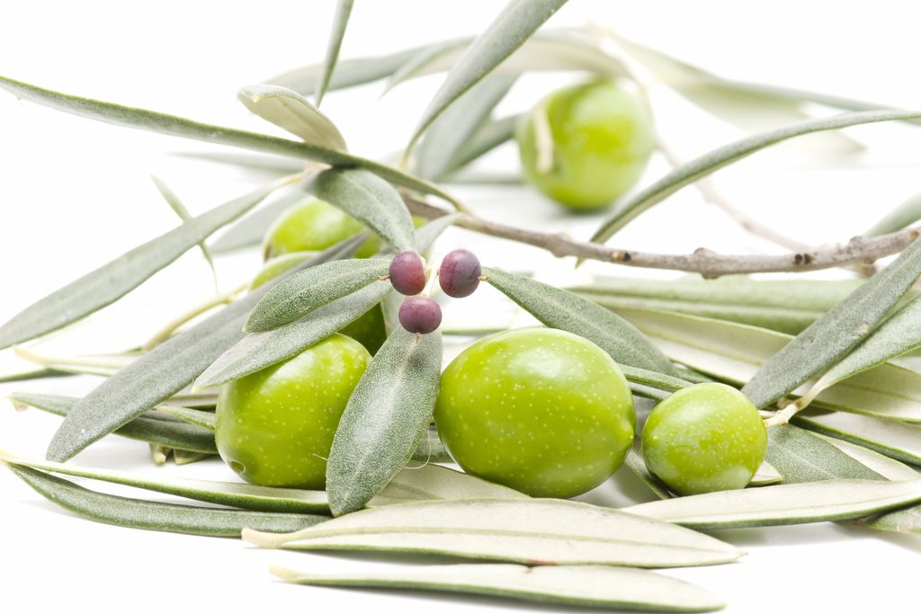 Atsas_UK_DE_SE's tweet image. Der Nutzen von Oliven für den menschlichen Körper ist seit der Antike bekannt. Vor 2000 Jahren galt Olivenöl aus frühen Ernten von grünen Oliven als Heilöl. ATSAS Olivenöl ist das frühe Ernteöl.
atsas.de

#olivenöl #polyphenolen #nutrazeutika #zypern #gesund evoo