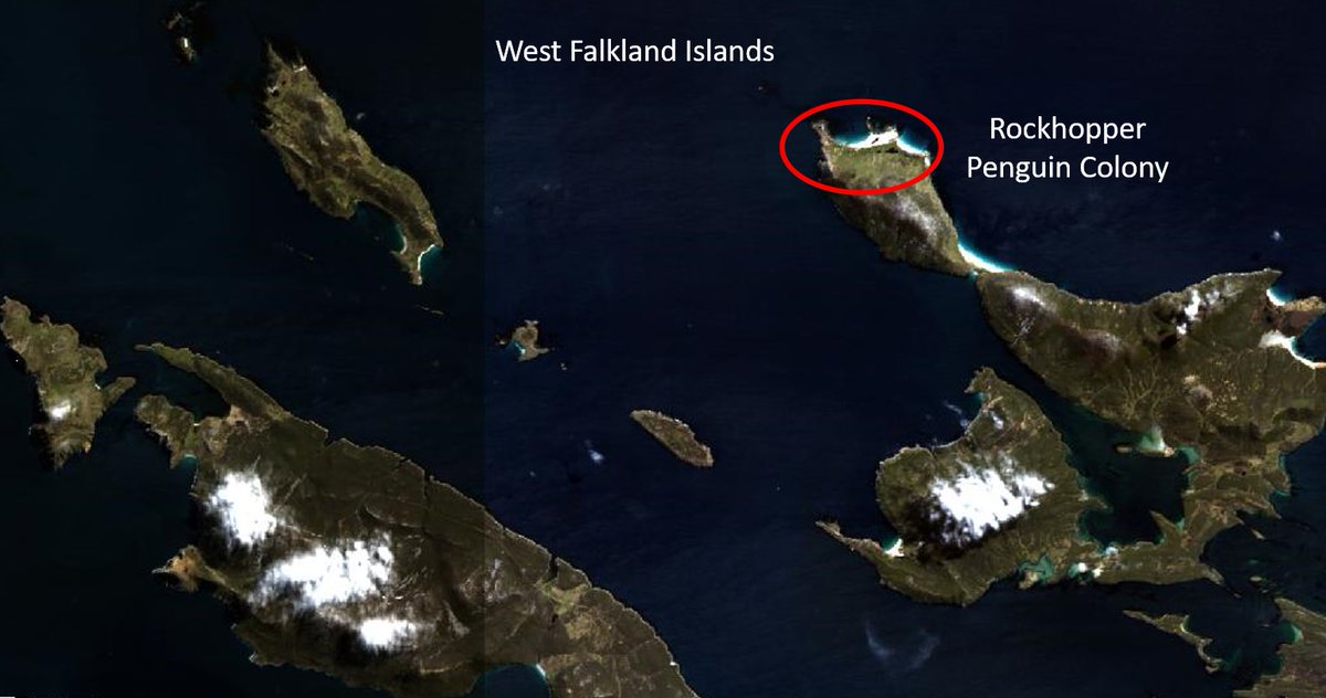 I just googled 'Penguin Poop Spectra'. No dice, anyone have any? Guano can help map penguin & other bird colonies showing size, diet, health... This #DESIS #hyperspectral image of #westfalkland islands from the 
@Space_Station has a trove of info. @TeledyneBrown