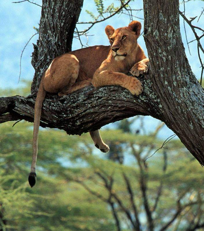TheBigGameTours's tweet photo. It used to be Lake Manyara National Park that was famous for its tree climbing lions. However, more recently it seems to be a common sight in Tanzania’s Serengeti National Park to see lions climbing trees.

#familysafari #animals #destinations #africa #safari #naturephotography. https://t.co/Aad3DYdxvX