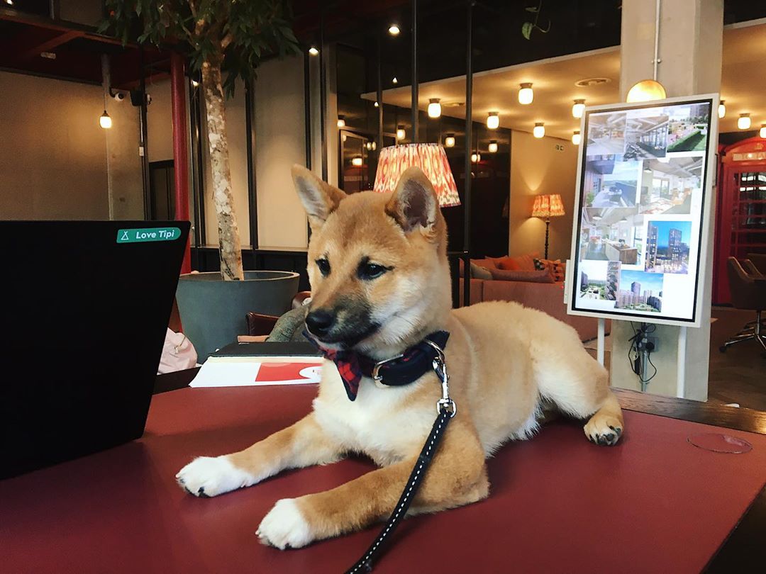 QuintainLiving's tweet photo. 'If I stay very still, maybe they won't notice me.'
We love it when Nasus the Shiba drops by to the Tipi Hub for cuddles. ๐ #Petfriendlyrenting
#Repost @nasus_shiba via IG https://t.co/DZtX4UINy2