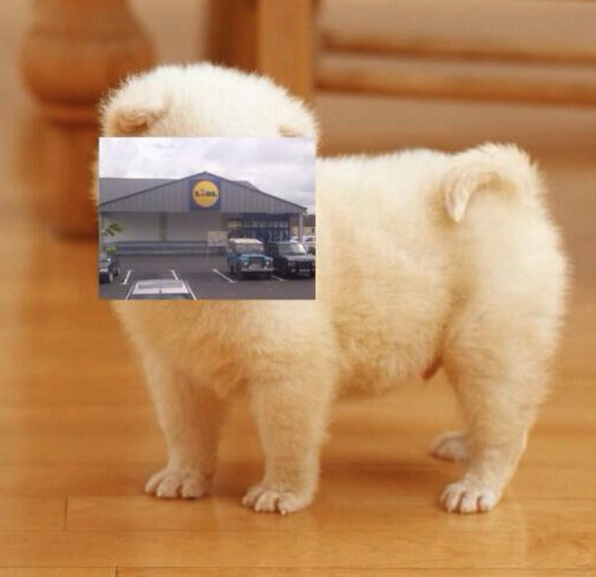 Awww. Look at his lidl face.