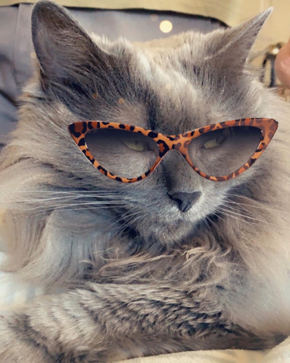 TheSiouxzy's tweet photo. No one will ever question who her mutha is ๐ #Caturday #HeavyB https://t.co/8KgyvlTRsO