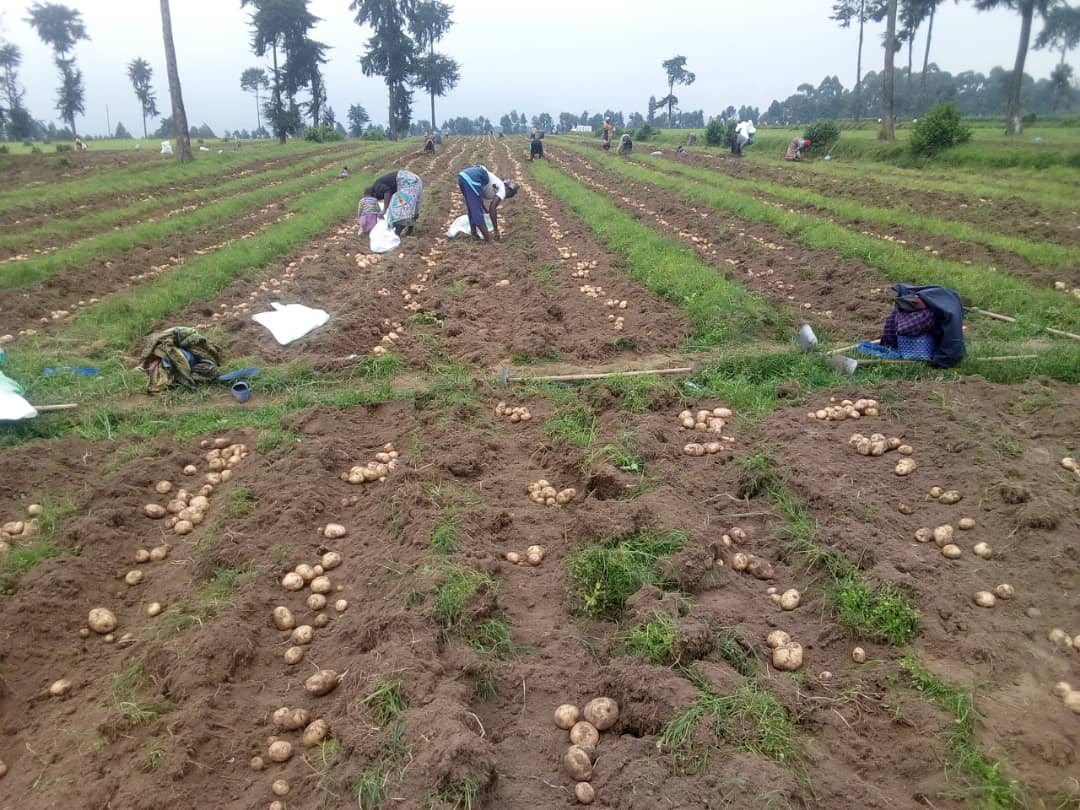 Amazing productivity of <a href="/HoReCo_Rw/">HoReCo-Rwanda</a>  /PSPP multiplied Prebasic and Basic potato seed which supplied to <a href="/spf_ikigega/">SPF-Ikigega</a> to continue availing early generation seed potato to seed multipliers.
Thanks <a href="/RwandaAgri/">Ministry of Agriculture & Animal Resources |Rwanda</a> 
<a href="/ryaf_agribiz/">Rwanda Youth In Agribusiness Forum</a> <a href="/RwandaNorth/">Northern Province/ Rwanda</a>  <a href="/PotatoRwanda/">Rwanda Potato Stakeholders Platform(RPSP)</a> <a href="/RwandaAgriBoard/">Rwanda Agriculture & Animal Resources Devpt Board</a>