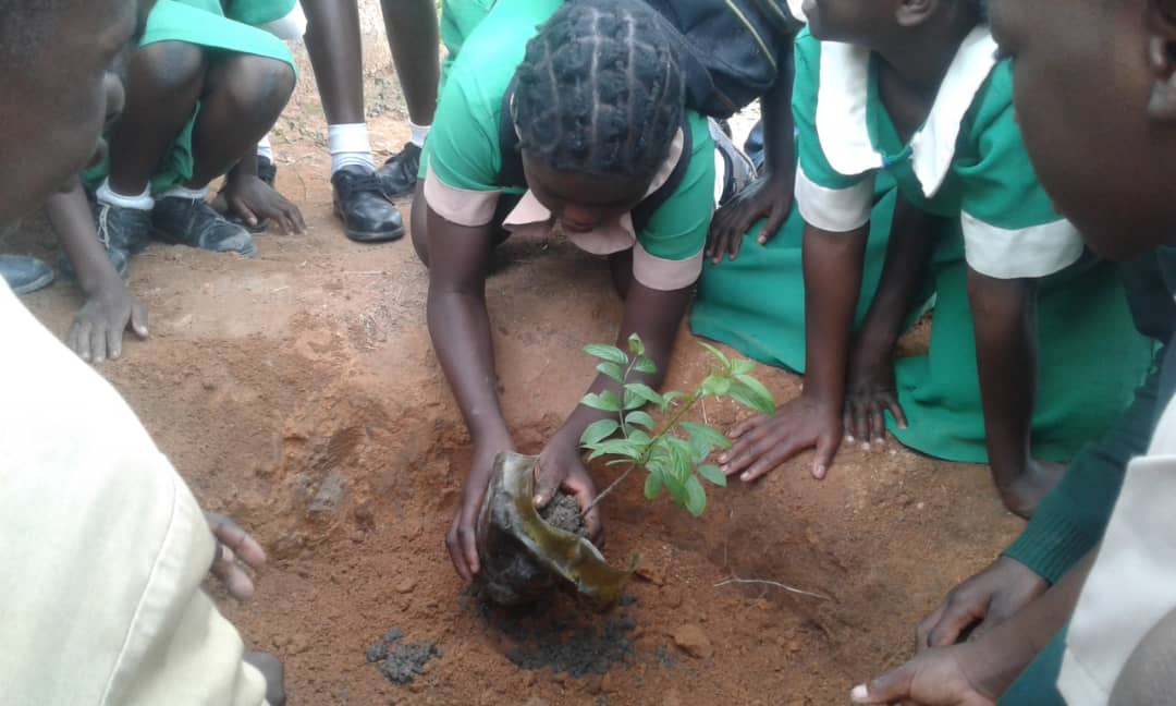 TreeKnowers's tweet image. Catching them young :At our Epworth tree planting and nursery establishment we managed to teach children how to grow and plant trees which we believe is the cheapest , simplest and only natural way to curb climate change .