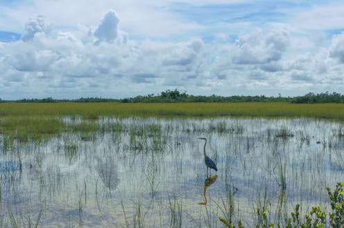Great blue heron in wetlands in Florida's Everglades National Park.