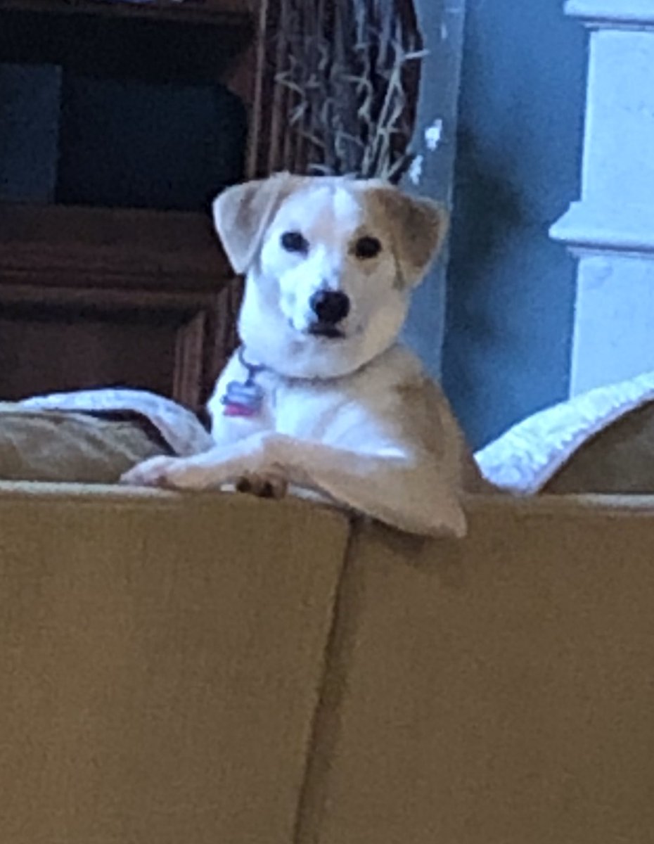 omcosteira's tweet photo. @dog_feelings My Brook does it all the time ❤️ https://t.co/PQ0m3ZVtqV