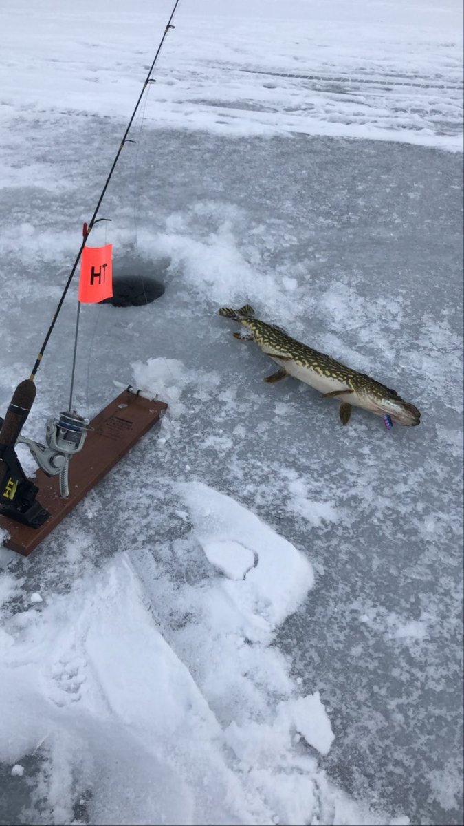 Posted <a href="/withregram/">Repost app</a> • @moldybonesoutdoors Had a good day out on a solo mission  

icefish.com/IRG-1/