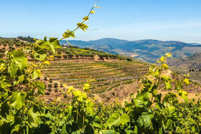 BlissWineImport's tweet photo. The #naturalwine movement is getting more and more traction. Find out why: https://t.co/Ngtv4MQdoK https://t.co/ZxCAt1qiqx