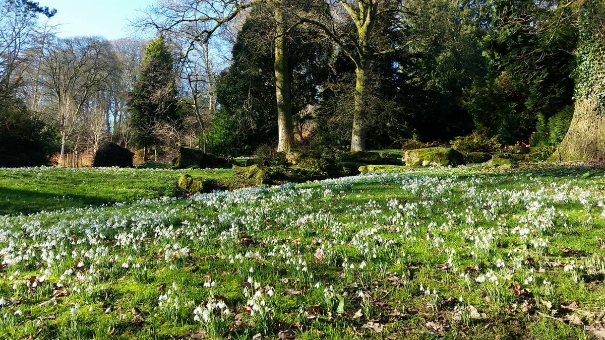 BatsfordA's tweet photo. Our snowdrops basking in the sunshine earlier this week 🌞 They're well on their way now, we expect them to reach their peak in the next week or so 😊 https://t.co/WFB20Pes3F