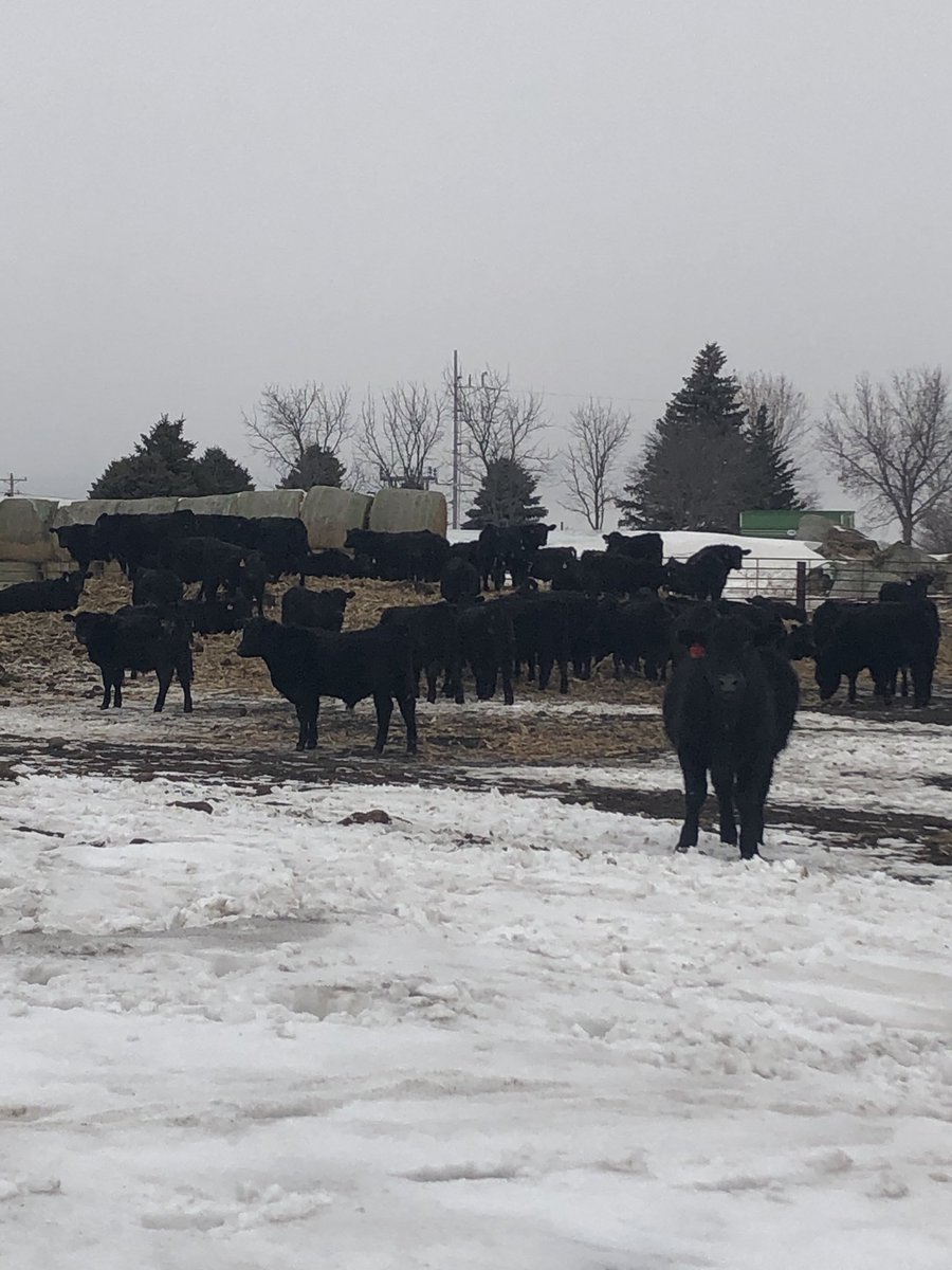 DJBuseman's tweet photo. Sold feeders today in Mitchell. I pray we never have a set of calves that have to go through what these have. #BusemanAngus https://t.co/sAaqq5ybcO