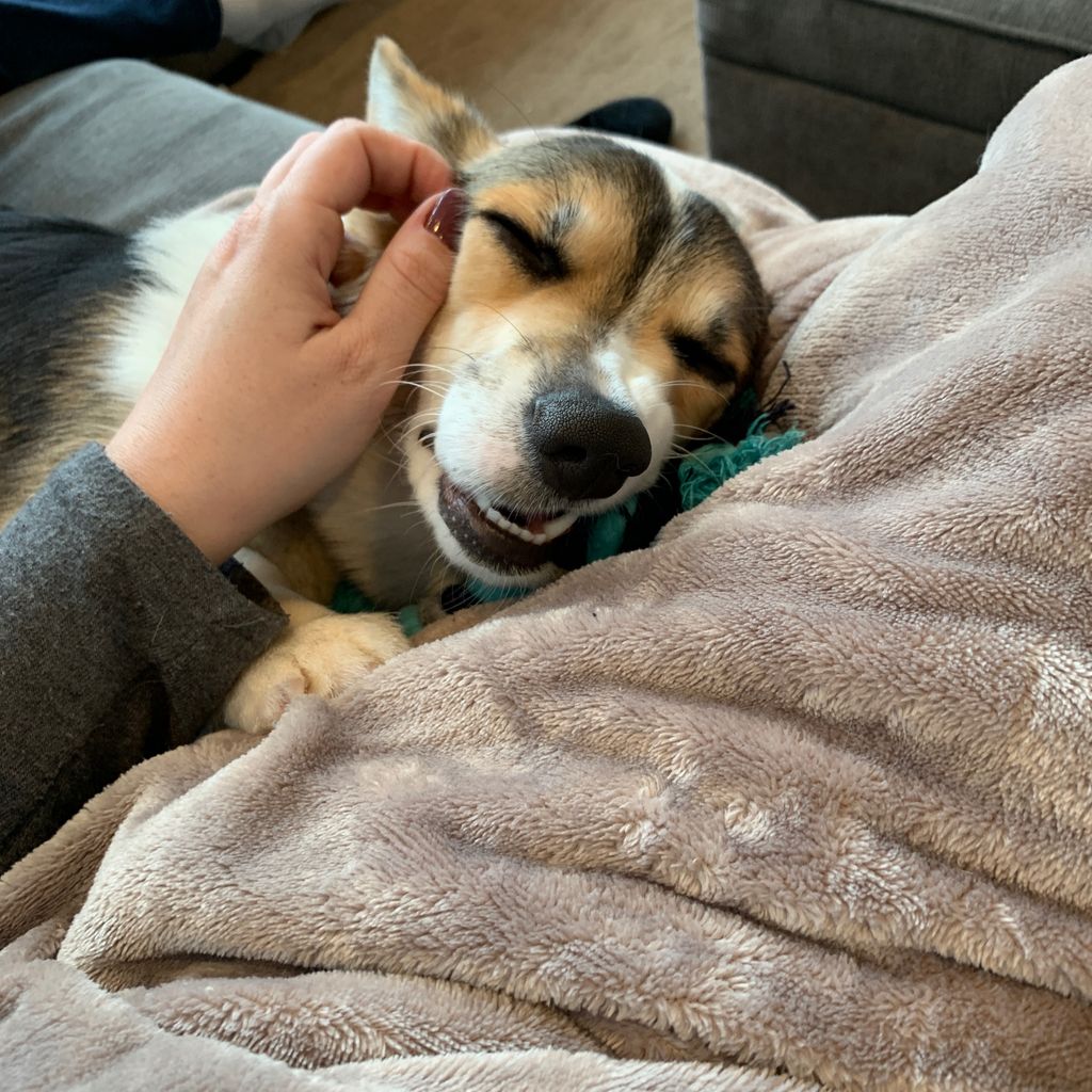 snocorgi's tweet photo. Heated blanket, mommy’s lap, rope toy to gnaw on, AND scritches? Seriously, doesn’t get better than this. #bestdayever❤️ #heatedblanketbliss #corgi #tricolorcorgi https://t.co/7ZrUZ6fWk9
