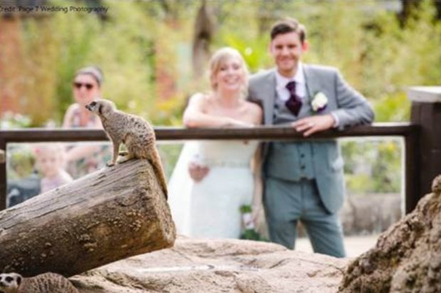 I'll be at <a href="/TwycrossZoo/">Twycross Zoo</a> on Sunday for their wedding showcase 11 until 2pm.