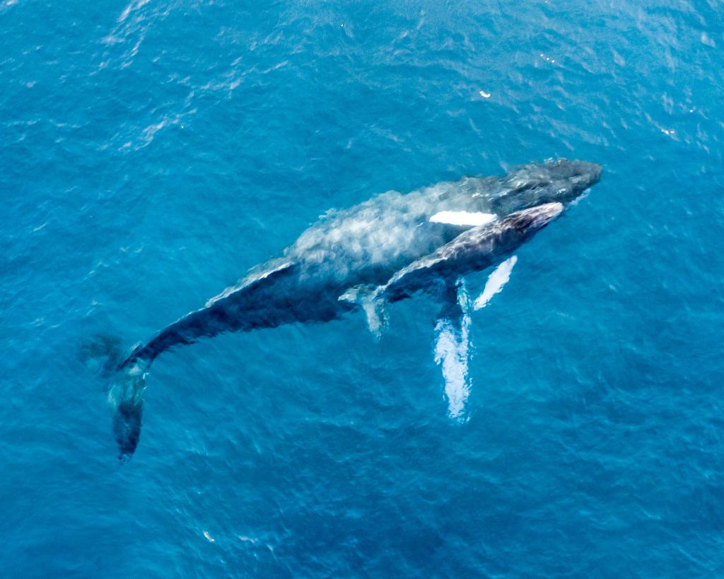 🚨 Whale Alert  🚨 
.
.
This photo was taken by one of our colleagues via drone yesterday afternoon, right off of Lahaina! Come say hello to our flippered friends with our best offers and experiences at the link in our bio.
