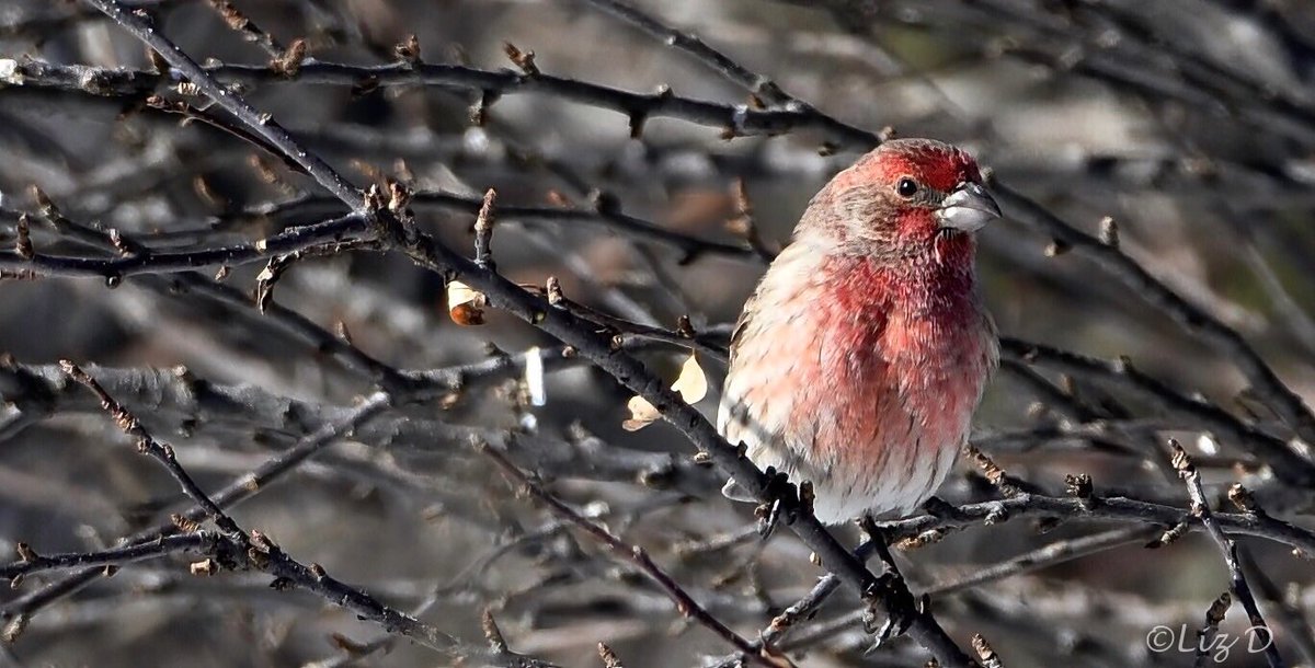 A bright red male House Finch perched on a small branch with numerous other small branches in the background.
