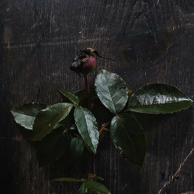 _junipergardens tweet picture