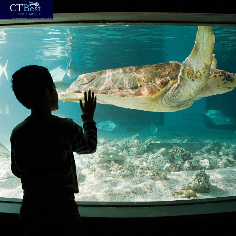 CTBestAparts's tweet photo. In need of some weekend plans?

Experience the sea at the Maritime Aquarium in Norwalk! With 30+ fresh and saltwater exhibits, a touch tank, theatre and café, Maritime is the perfect weekend activity for all ages.🐠
https://t.co/8wTZZwFhKM https://t.co/O62uO0wFQo