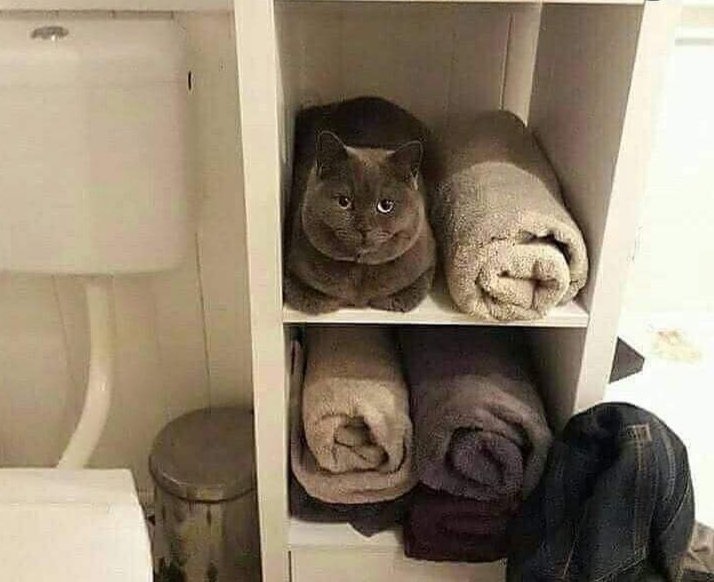 PetZoomies's tweet photo. Why are there towels in my cat cupboard?! https://t.co/3FUTu85iAd