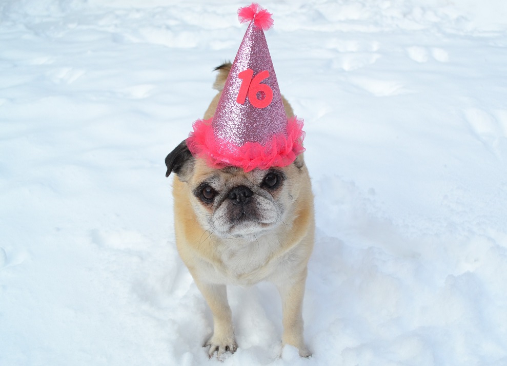 DaPuglet's tweet photo. Happy Sweet 16 Birthday Bailey Puggins! #pug #pugs #dog #dogs #birthday #Senior #HappyBirthday #Sweet16 #cutedogs https://t.co/eh17LGMKsO