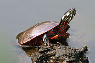 MrsLangelandWO's tweet photo. Michigan Week Trivia: Abby learned that Michigan has an official state reptile! The Painted Turtle can be found all over our state. Amazingly, Painted Turtles can live to be as old as 55 years! Wow! #MichiganTrivia https://t.co/s9kQ6uGavE