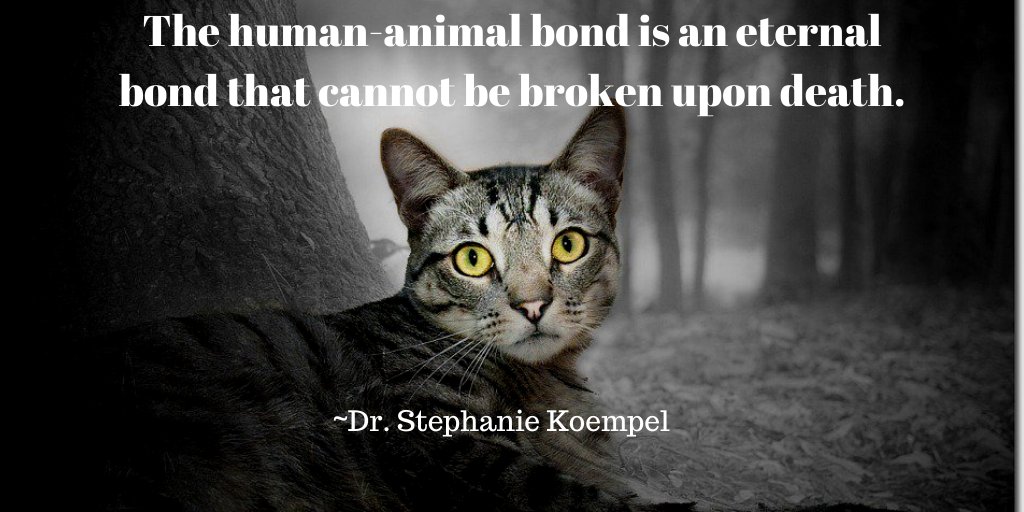 Dr Stephanie Koempel tweet media