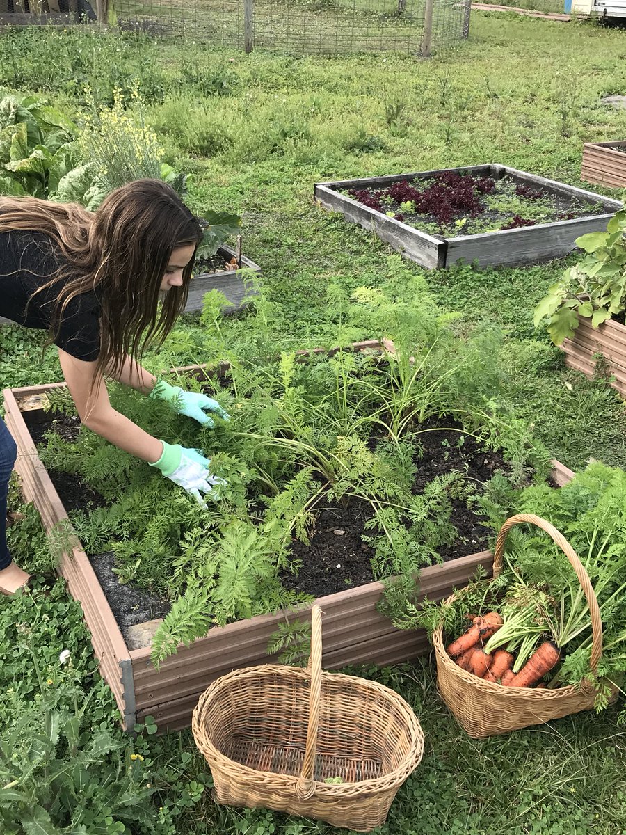 BTMSSTEM's tweet photo. Carrots, collards, broccoli and more! Farm to table happening @BTMSeagles Super excited about our garden harvest. 🥦🥕Thanks Maci for helping! Join our 4H garden club to become a part of the fun! Best part...cooking and eating!! #gamechanger #ThisIsWhyBuddyTaylor #4H #FarmToTable https://t.co/788QFRioBD