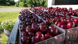 MrsLangelandWO's tweet photo. Michigan Week Trivia: Gabby learned that lots of delicious cherries are grown in Northern Michigan! In fact, about 75% of tart cherries and 20% of sweet cherries in the U.S. come from our state! That's equal to about 250 million pounds of cherries! Yum, yum! #MichiganTrivia https://t.co/tXE86Ea94q