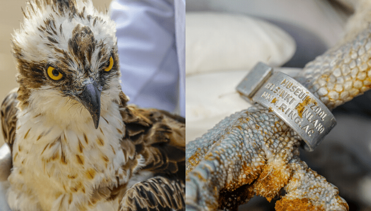 citizentvkenya's tweet photo. Rare migratory bird flies 6,948 kilometres from Finland to land in Kenya https://t.co/kFkpLviwQr https://t.co/JmOBYyERiL