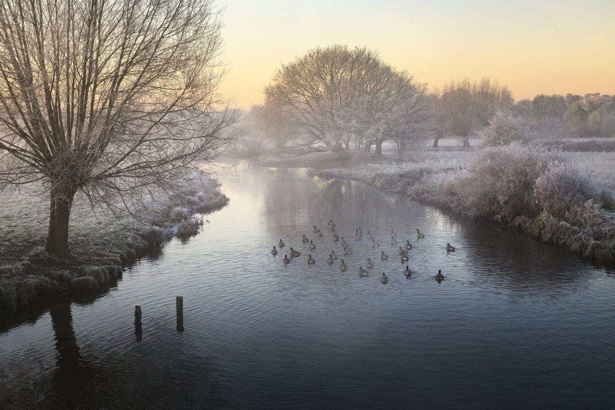 Birds floating on a river on a frosty morning as the sun rises.