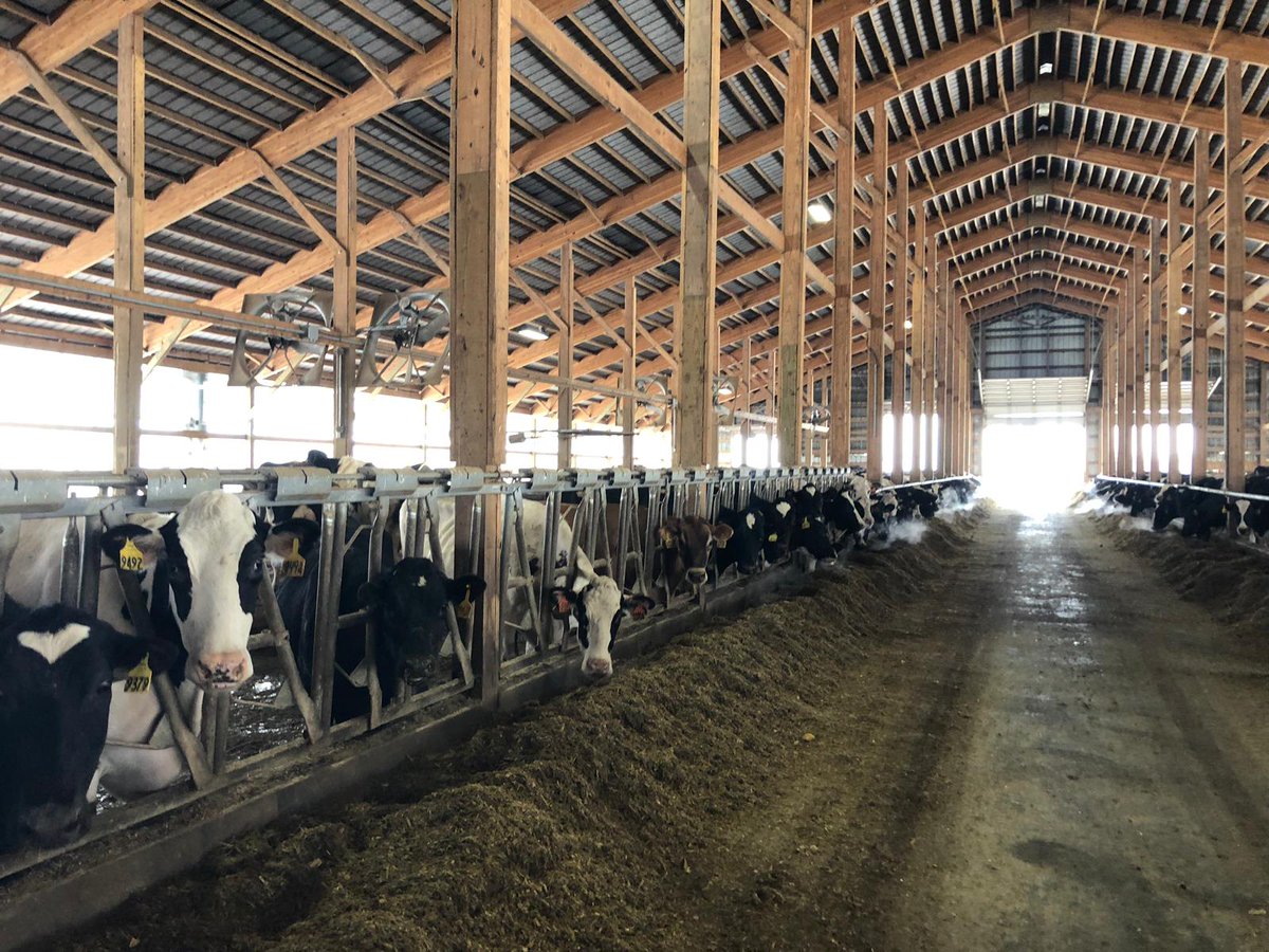 specialist_us's tweet photo. FultonGold being fed to dairy cows in St Laurence, New York. Cows are being fed 7lbs per head per day. Call +3156711695 for more details on this local feed source #dairyconsultants #unlockyourfarm potential #fultongold https://t.co/kkDEGgfcSp
