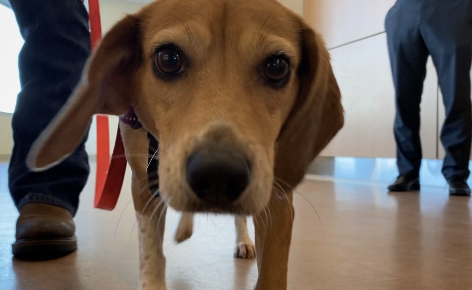 CaptifyHealth's tweet image. Super Hero’ dog sniffs out dangerous bacteria 
witn.com/content/news/D…

#cdiffprevention #cdiff #superhero #gastrohealth