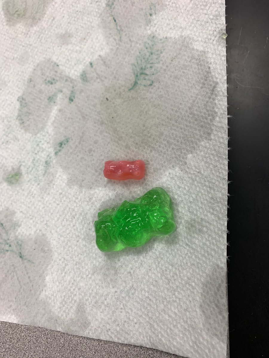 ErinNeylon2's tweet photo. 8th grade science students exploring different ways to measure volume and calculating percent change through osmosis. #gummybearlab #proudtobeamustang @DrDylanSmith https://t.co/EGB0rI1Qlo