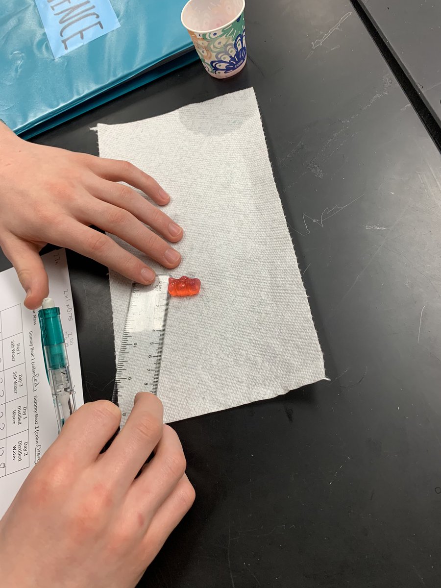 ErinNeylon2's tweet photo. 8th grade science students exploring different ways to measure volume and calculating percent change through osmosis. #gummybearlab #proudtobeamustang @DrDylanSmith https://t.co/EGB0rI1Qlo