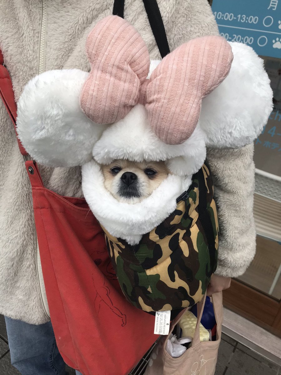 犬の不整脈