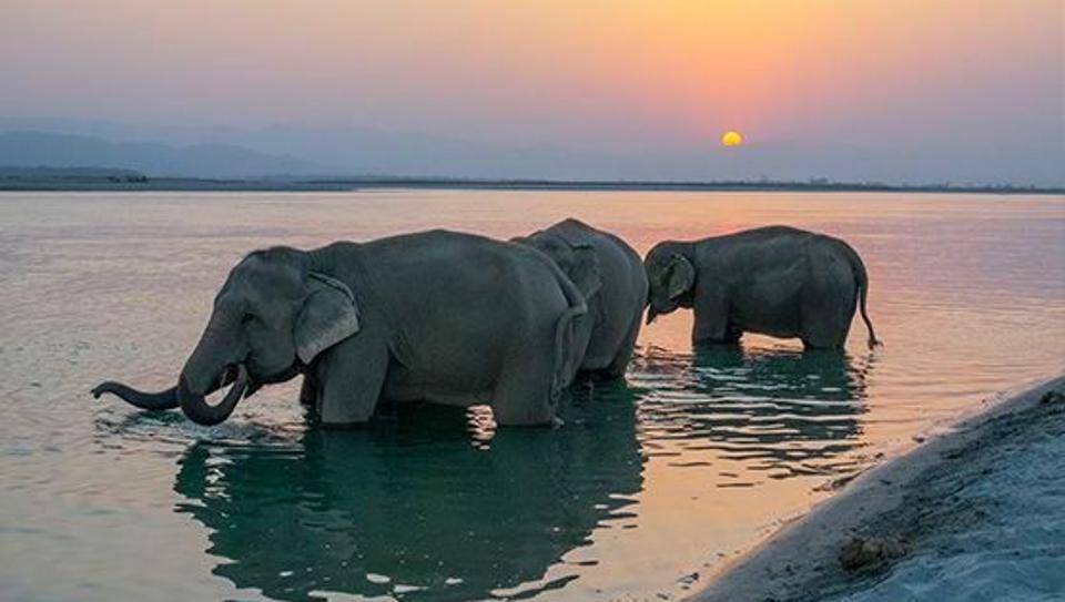myholidaynepal's tweet photo. Inside Tiger Tops: The First Ethical Elephant Camp In Nepal via @forbes https://t.co/kfCm0da5Pp
#destinationNepal #discoverNepal #ethicalTourism #visitNepal2020 https://t.co/H0FtyQG7Kl