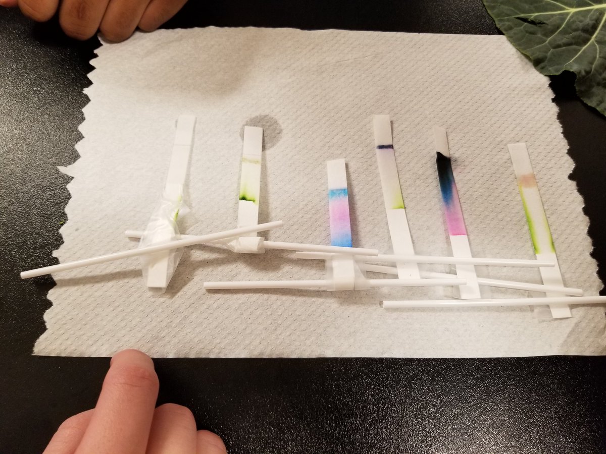 MrsCalkinsBio's tweet photo. My Biominions separated pigments today! Looked @ different plant species' leaves as well as sharpie and their favorite pen. Turns out there are more colors hiding in the world around us that we dont see. #sneakyscience #inquirer #colors @grcollegiate https://t.co/rnoeSUon3y