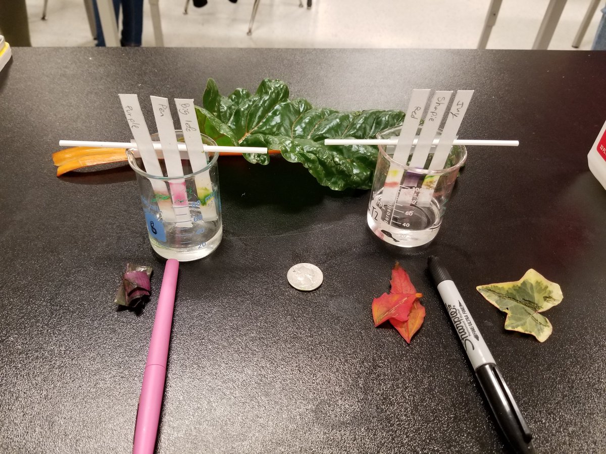 MrsCalkinsBio's tweet photo. My Biominions separated pigments today! Looked @ different plant species' leaves as well as sharpie and their favorite pen. Turns out there are more colors hiding in the world around us that we dont see. #sneakyscience #inquirer #colors @grcollegiate https://t.co/rnoeSUon3y