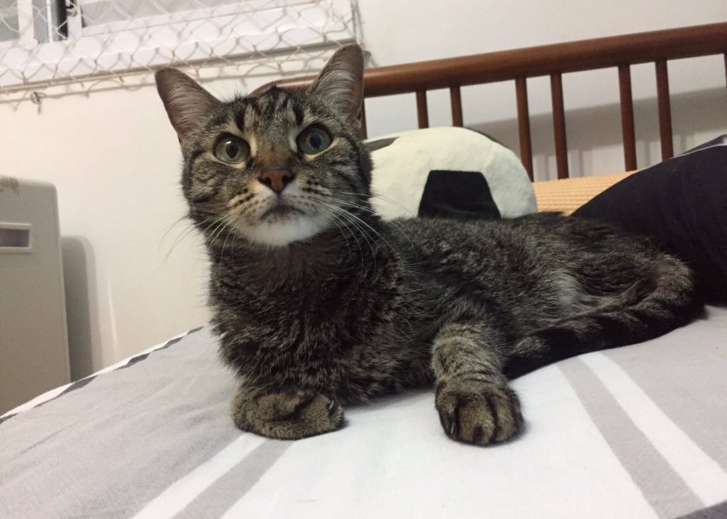 Luna/RIPKAMI💜 tweet media