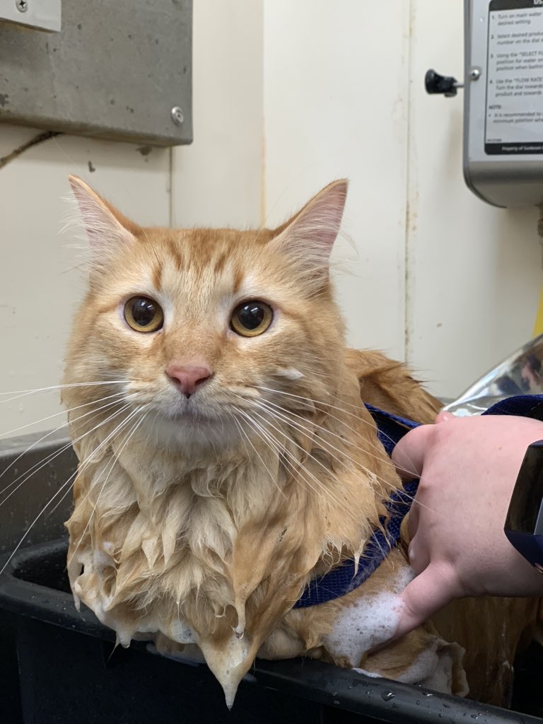 Finishing up catdemy today! 

#Fortheloveofpets #lifeatpetsmart #petsmartgrooming #petsmart