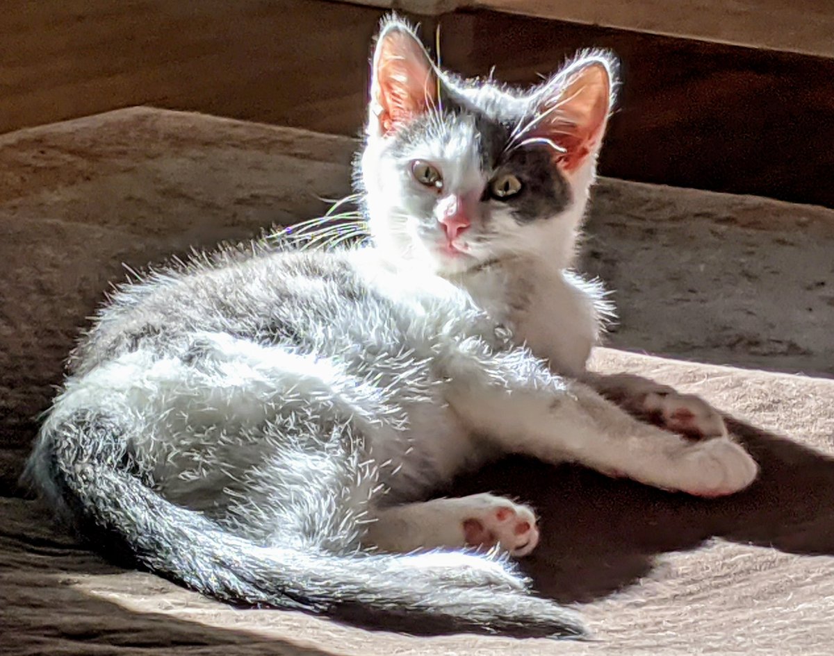 kittennursekc's tweet photo. David was neutered yesterday so he's ready for adoption! If you're in the Kansas City area and interested in adopting David, please DM me for info. https://t.co/9cMHJ9X3vn