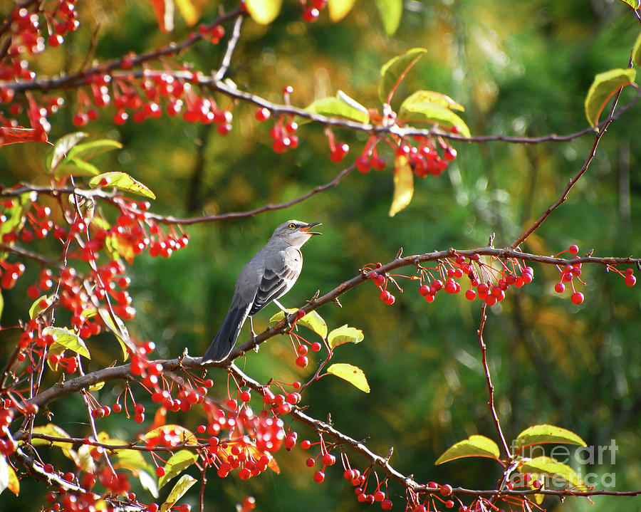 KerriFar's tweet photo. Mockingbird in the Berries ~ https://t.co/ZLE2G6DYEi ~ #Birds #Nature #NewRiverNature #BirdPhotography #DeckYourWalls #BirdArt https://t.co/o27cJF47PX https://t.co/lUe51DrLMk