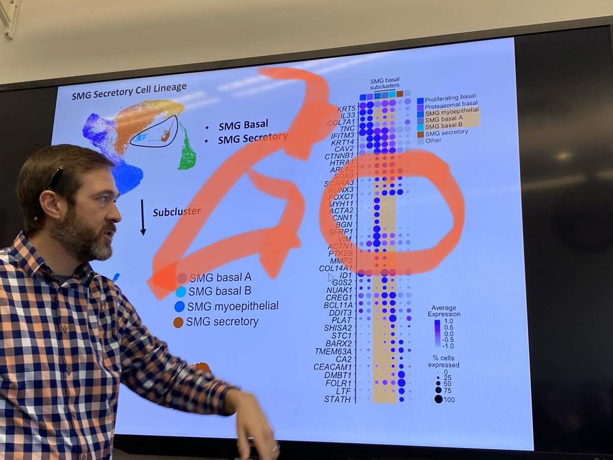 KaminskiMed's tweet photo. Seibold: We identified a population of myoepithelial cells that we think serves as a progenitor cells for submucosal glands secretory cells. Really cool #YaleGreatTalks #scRNASseq #LungCellAtlas https://t.co/m9ZBUrU3td