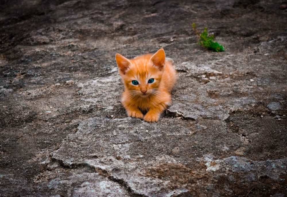 4PetsPaws1's tweet photo. That's really out of sight!
✨✨✨
#pet
#dog
#cat
#shop
#dogsofinstagram
#catsofinstagram
#australia
#melbourne
#4PetsLovers
#goodsforpets
#4PetsPaws
#petsshop https://t.co/bk8uUXLpcK