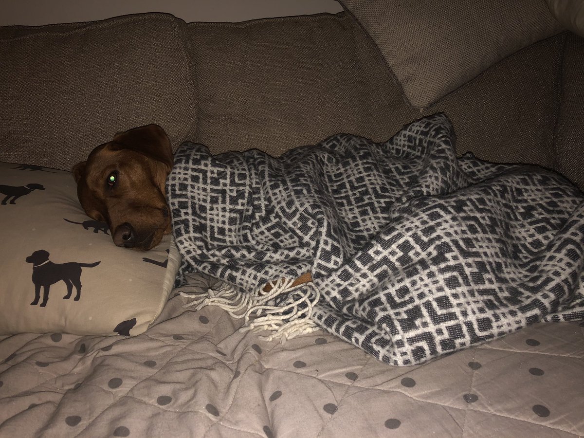 NWWoofers's tweet photo. Well that wasn’t quite as much fun as  I thought. https://t.co/BZyB3YJwS5