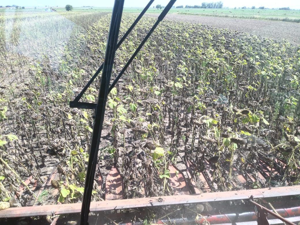 La_Lehmann's tweet photo. ➡️El Ing. Agr. @ZvicSeba y el productor Fernando Lovatto, estuvieron trabajando juntos a campo, recopilando datos de un ensayo de Girasoles @Syngenta_ar🌻🌻🌻

🌐Nelson, #SantaFe https://t.co/gIUv2xN404