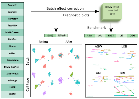 GenomeBiology's tweet photo. Tran, Ang, Chevrier, Zhang, Chen and co present a benchmark for batch effect correction methods for scRNA-seq data, to allow integration of different batches. Benchmarked on 10 datasets with 5 criteria. Harmony is best, and quick; LIGER, Seurat 3 also good https://t.co/KtE4rSut5S https://t.co/v78djXbhFX