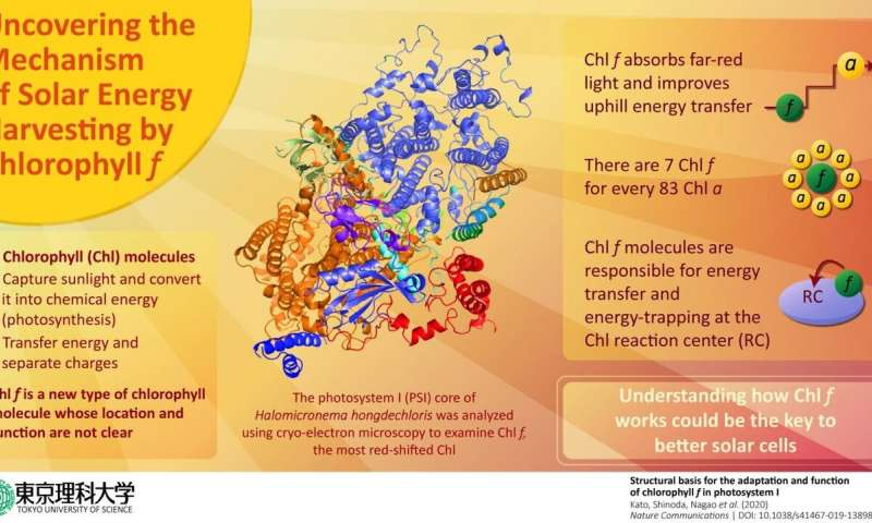ChemistryPeers's tweet image. More details Available: chemistry.peersalleyconferences.com

by Tokyo University of Science- New study on a recently discovered chlorophyll molecule could be key to better solar cells.

#photosystems #ChlorophyllMolecules #photosynthesis #photochemical #microscopy #ChemistryConferences