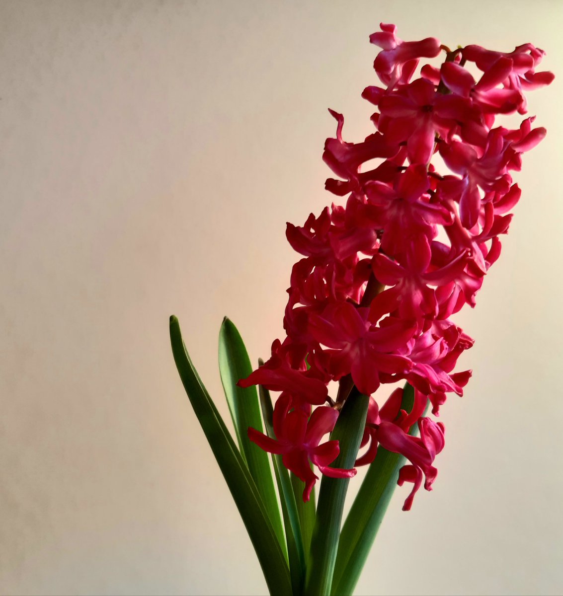 Thank you for the wonderful colour and scent @Cass_Liversidge