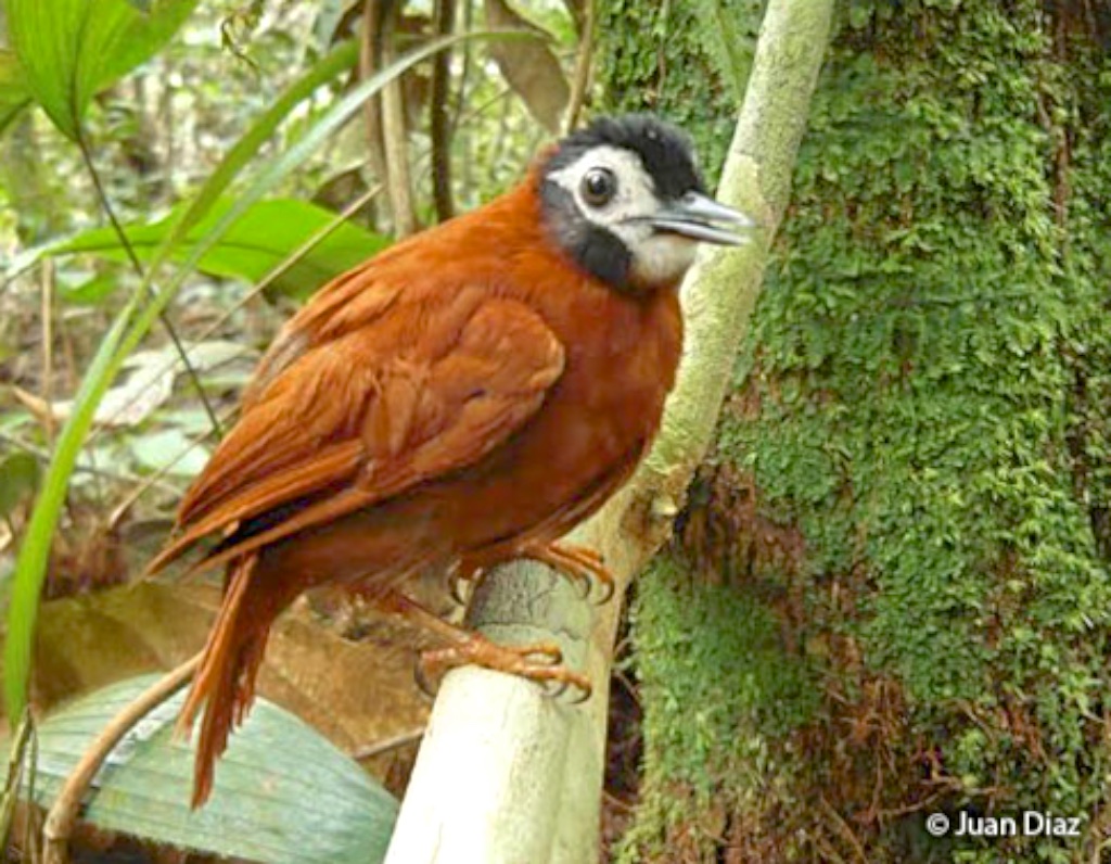 Our new 7-day ‘North Peru: The White-masked Antbird Extension’ tour is scheduled to depart between 23rd &amp; 29th Aug 2020 and has been designed so that it can be added as a ‘post-tour extension’ to our ever-popular ‘North Peru Megas’ tour! bit.ly/36UIDYJ
