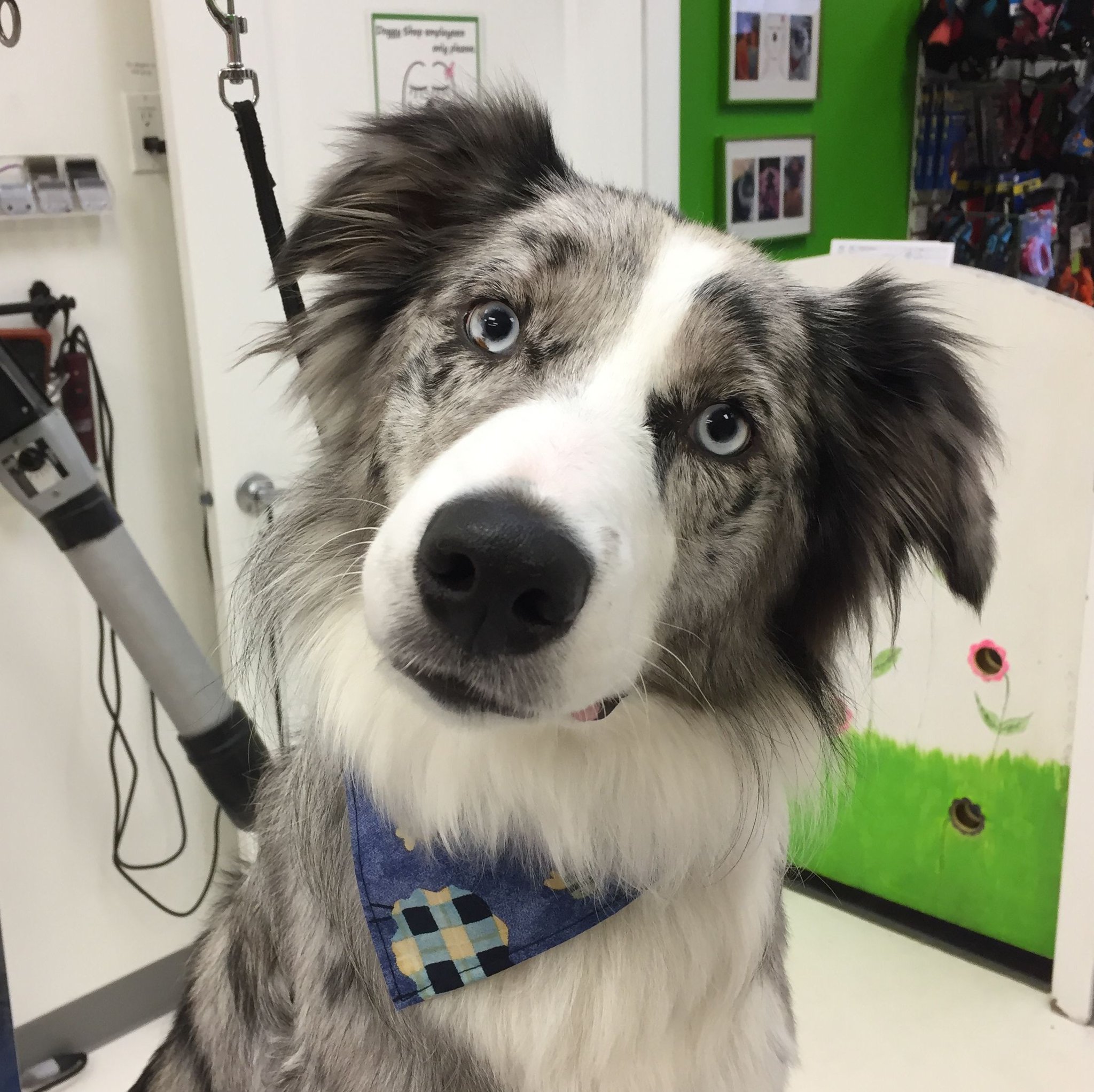 Doggy Shop on Twitter " ️Kevin ️ knows when the groom is over playtime